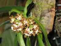 Gastro_acutifoliusRW.jpg