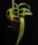 GastrochilusAcutifolius695.jpg