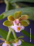 acutifolius