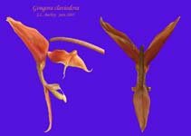 claviodora
