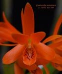 GuariantheAurantiaca890.jpg