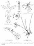 satyrioides
