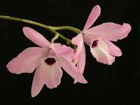 Laelia_rubescensAMG.jpg