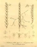 LockhartiaAcutaXeniaVol1_1858.jpg
