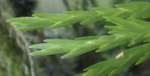LockhartiaOerstedii381.jpg