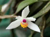blanche-amesiae