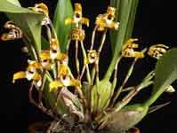 MaxillariaPictaCL2.jpg
