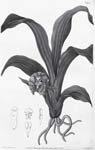 MaxillariaViridis1832_18.jpg