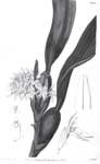 MaxillariadensaEDR.jpg