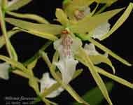 MiltoniaFlavescens3414.jpg