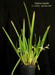 NidemaBoothii817.jpg