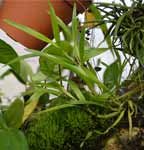 OctomeriaCrassifolia522.jpg