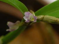 crassifolia