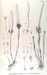 OctomeriaDensiflorum.jpg