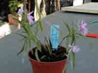 Oerstedelle_centradenia.jpg