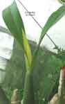 P_cochleata_bractee299.jpg