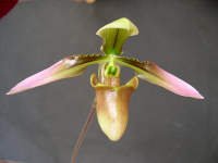 PaphiopedilumAppletonianumJCG.jpg