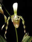 dianthum