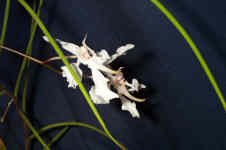 PapillonantheVandarumMM1.jpg