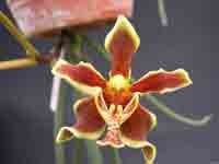 labukensis