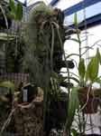ParaphalaenoLabukensisAL.jpg