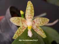 PhalaenopsisPallensJCG.jpg