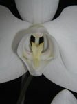 Phalaenopsis_amabilis_var_g.jpg