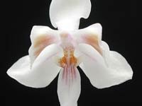 Phalaenopsis_celebensis_LJ1.jpg