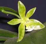 Phalaenopsis_manii_alba.jpg