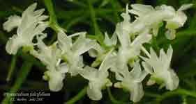 PhymatidiumFalcifolium718.jpg