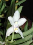 semiteretifolium