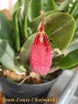sanguinea