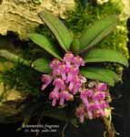 SchoenorchisFragrans521A.jpg