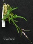 SchoenorchisGemmata207.jpg