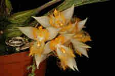 reichenbachiana
