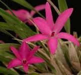violacea