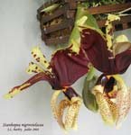 StanhopeaNigroviolacea163.jpg