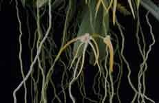 centipeda