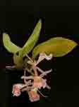 Trichopiliasuavis.jpg