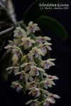 TuberolabiumKotoense636.jpg