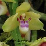 TuberolabiumKotoense918B.jpg