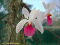 VandaKimballiana-0511.jpg
