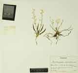multiflora