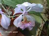 acacaliscyanea.jpg