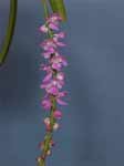 aerides_multiflorum_03.jpg