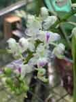 aerides_odorata.jpg