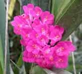 ampullaceum
