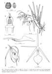 brassavNodosa.jpg