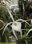 brassavola_periniiDK.jpg