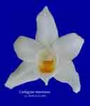 coel_mooreana_750.jpg